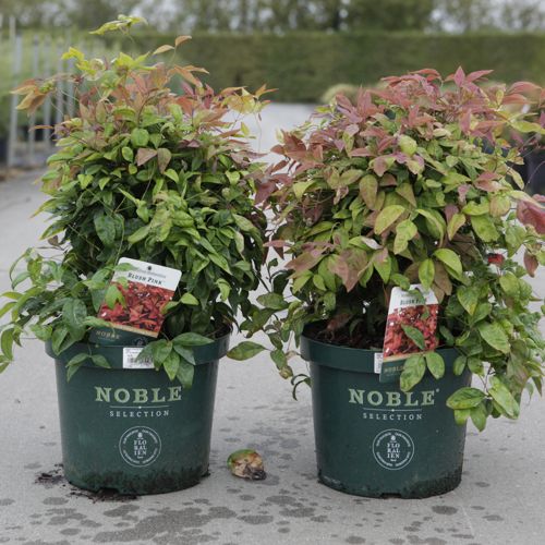 Nandina domestica BLUSH PINK (PBR) cont. 10L 40/+ cm +p