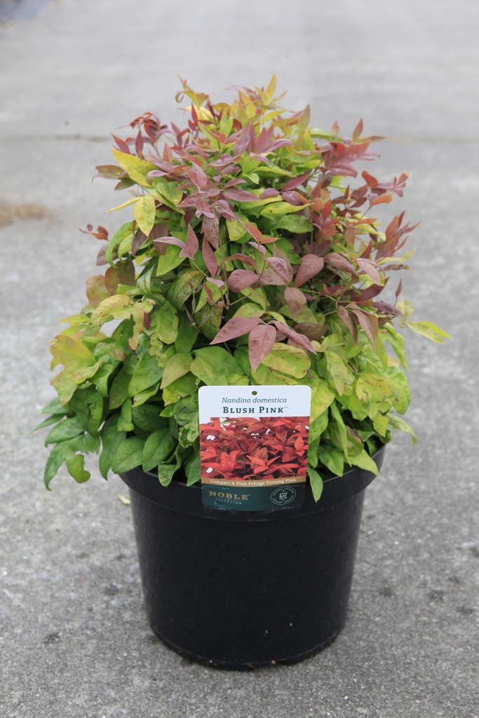 [P] Nandina domestica BLUSH PINK (PBR) cont. 10L 40/+ cm +p