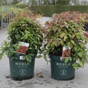 Nandina domestica BLUSH PINK (PBR) cont. 10L 40/+ cm +B