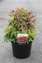 Nandina domestica BLUSH PINK (PBR) cont. 10L 40/+ cm +p
