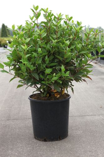 Viburnum tinus SPIRIT (PBR) cont. 18L 60-80 cm +ф