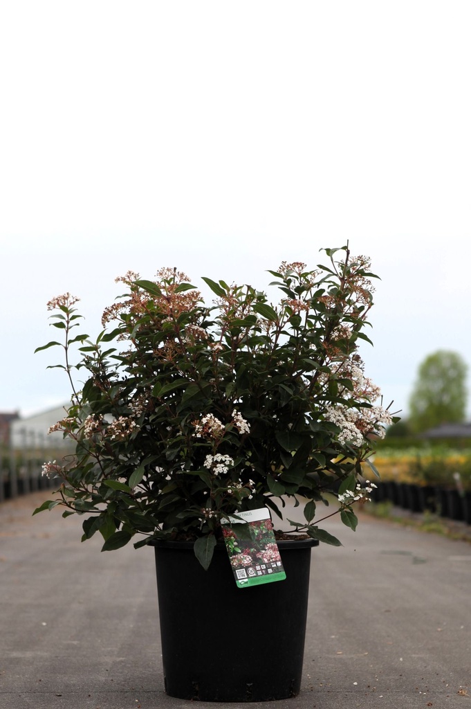 Viburnum tinus SPIRIT (PBR) cont. 18L 60-80 cm +p