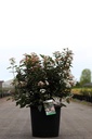 Viburnum tinus SPIRIT (PBR) cont. 18L 60-80 cm +p