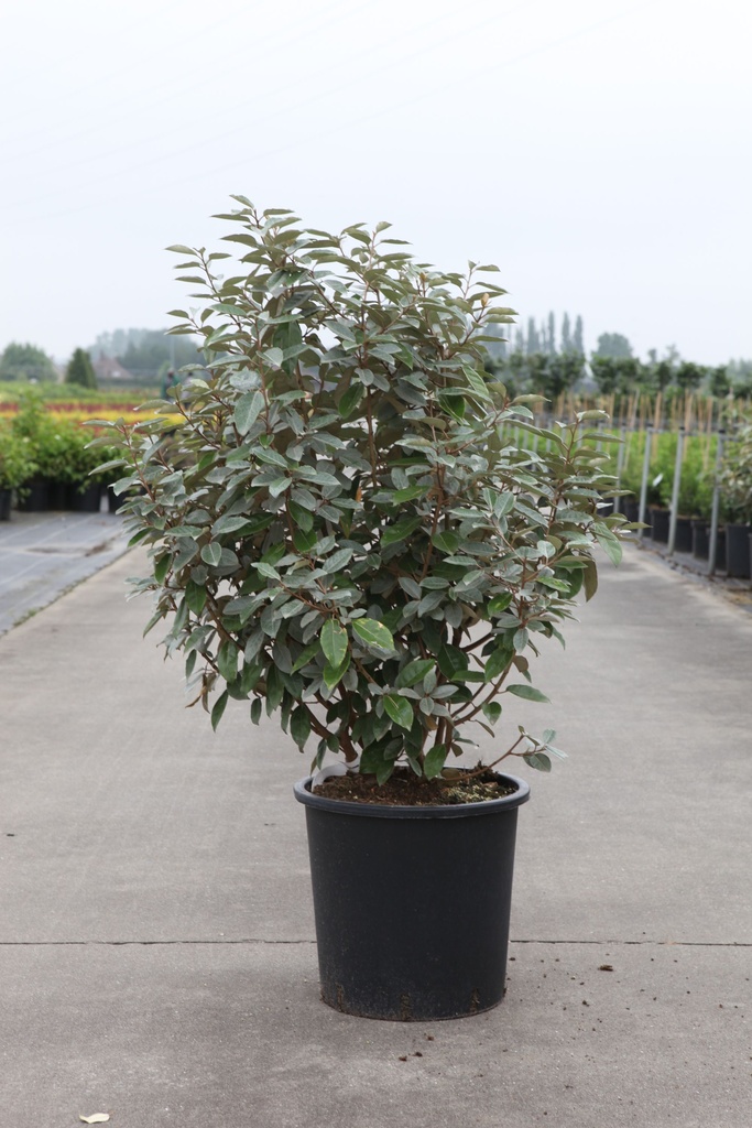 Elaeagnus ebbingei cont. 25L 125-150 cm