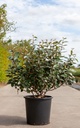 Elaeagnus ebbingei cont. 25L 125-150 cm