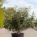 Elaeagnus ebbingei cont. 25L 125-150 cm