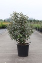 Elaeagnus ebbingei cont. 25L 125-150 cm