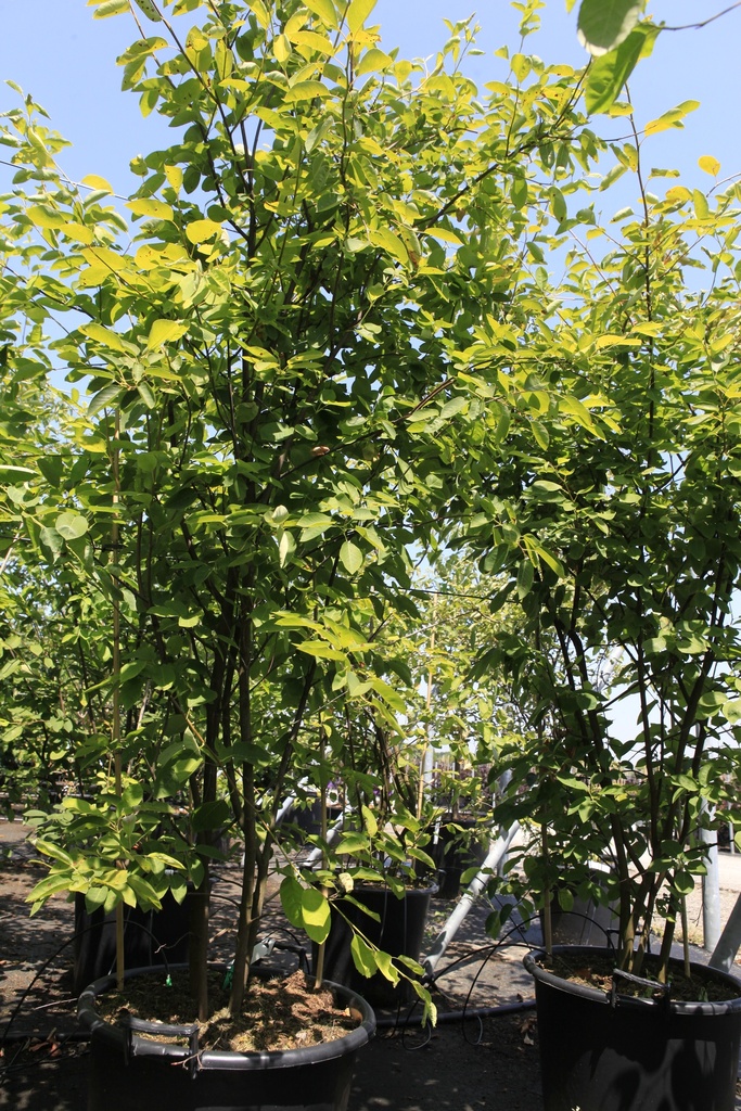 [P] Amelanchier lamarckii cont. 50L 200/+ cm multi-stem