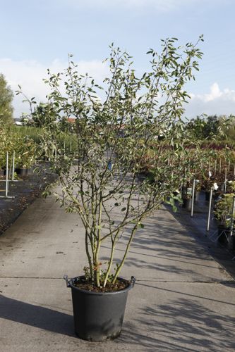 [P] Amelanchier lamarckii cont. 50L 200/+ cm multi-troncs