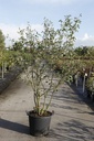 Amelanchier lamarckii cont. 50L 200/+ cm Multistamm