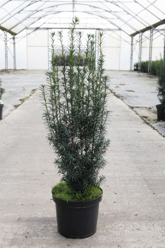 [P] Taxus media 'Hicksii' cont. 7,5L 60-70 cm
