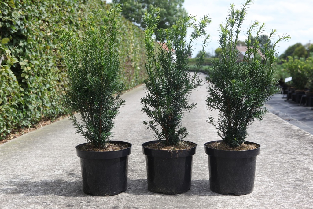 Taxus media 'Hicksii' cont. 7,5L 60-70 cm