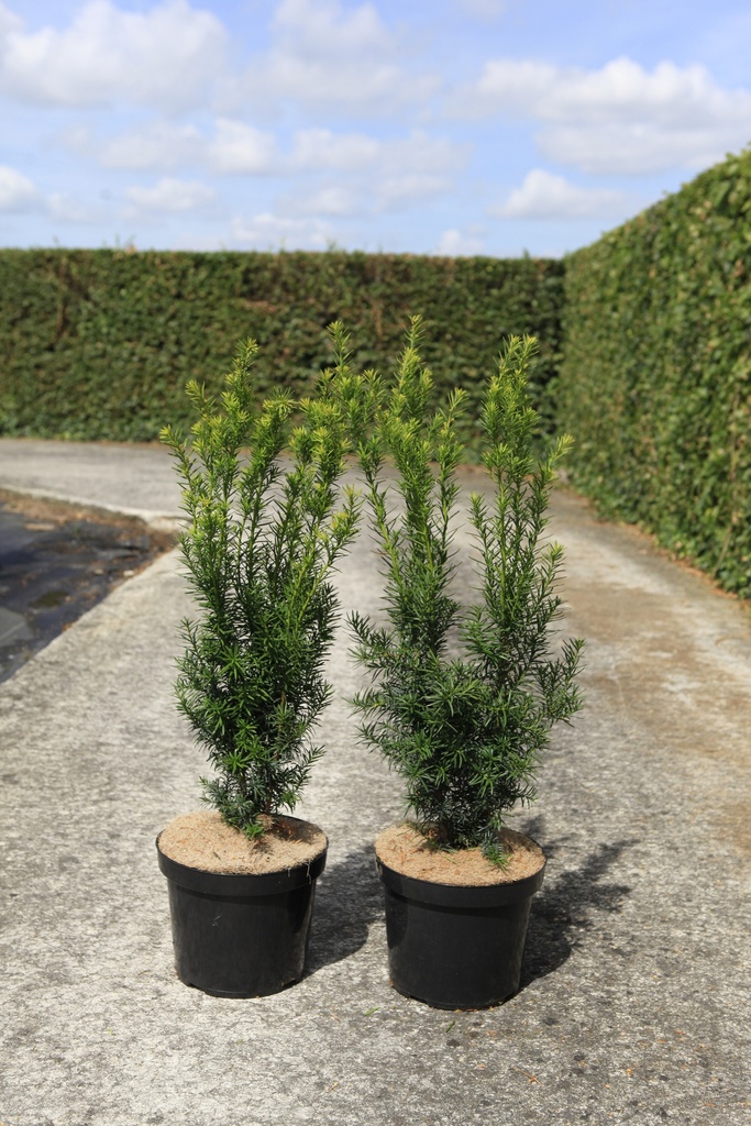 [P] Taxus media 'Hicksii' cont. 7,5L 60-70 cm