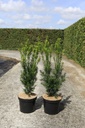 Taxus media 'Hicksii' Kont. 7,5L 60-70 cm