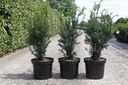 Taxus media 'Hicksii' cont. 7,5L 60-70 cm