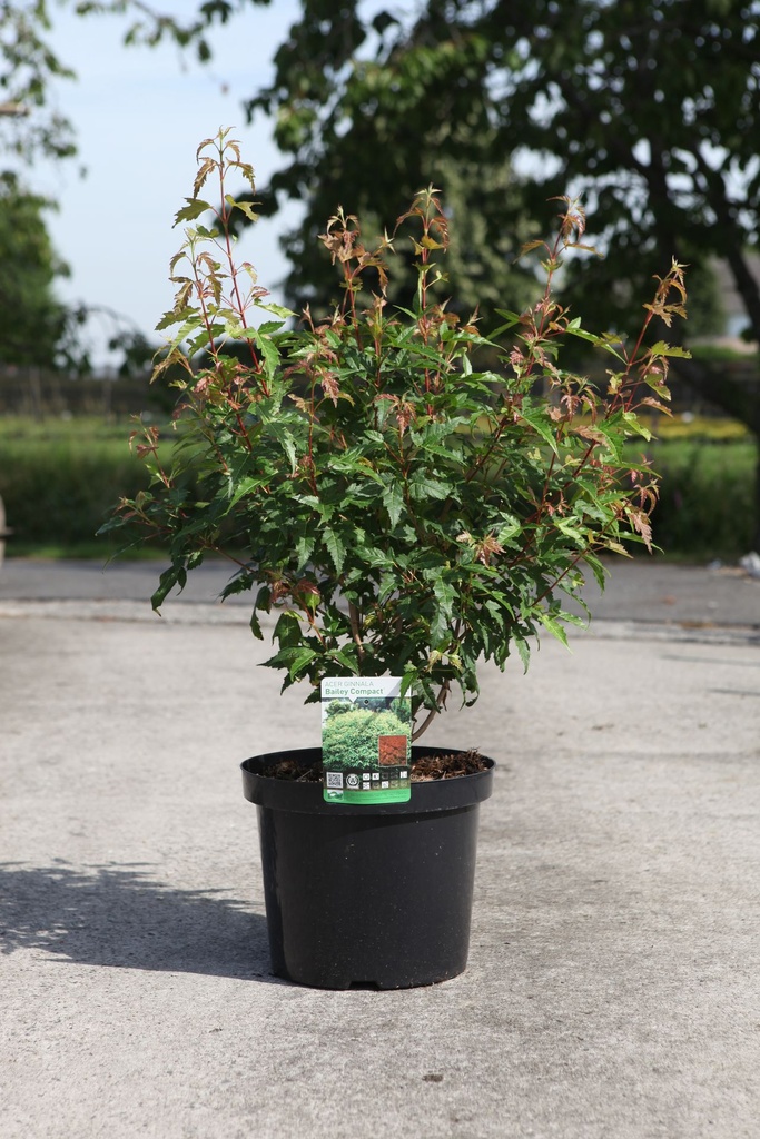 Acer ginnala 'Bailey Compact®' cont. 10L 60/+ cm +ф