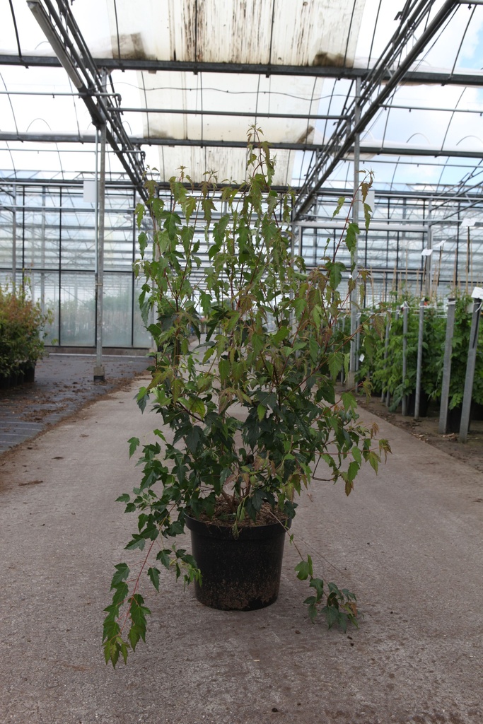 Acer ginnala 'Bailey Compact®' cont. 10L 60/+ cm