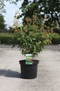 Acer ginnala 'Bailey Compact®' cont. 10L 60/+ cm +ф