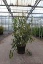 Acer ginnala 'Bailey Compact®' cont. 10L 60/+ cm +p