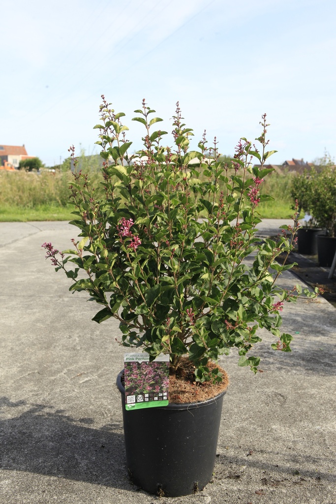[P] Syringa Bloomerang® 'Pink Perfume' (PBR) Kont. 12L 60-80 cm +B