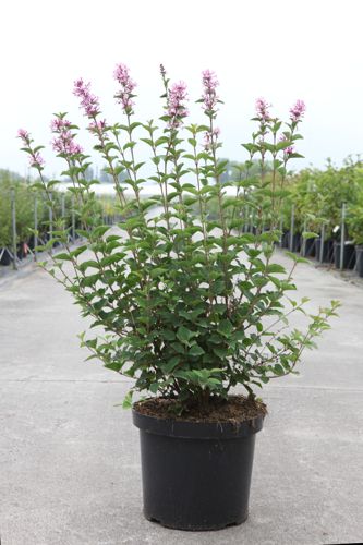 Syringa Bloomerang® 'Pink Perfume' (PBR) cont. 12L 60-80 cm +ф