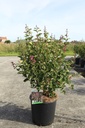 Syringa Bloomerang® 'Pink Perfume' (PBR) Kont. 12L 60-80 cm +B