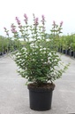 Syringa Bloomerang® 'Pink Perfume' (PBR) cont. 12L 60-80 cm +B