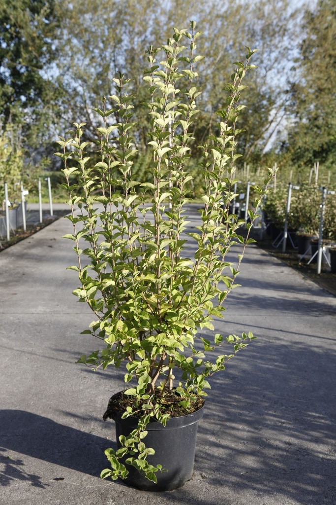 [P] Syringa 'Tinkerbelle' cont. 10L 50-60 cm +B