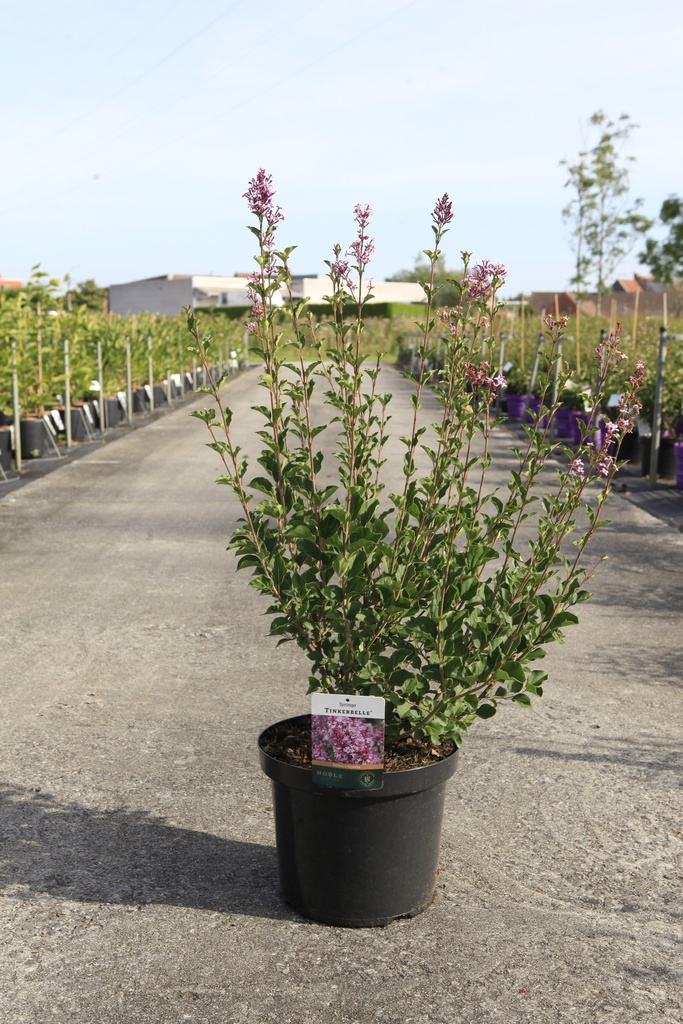 [P] Syringa 'Tinkerbelle' cont. 10L 50-60 cm +p