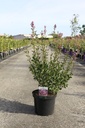 Syringa 'Tinkerbelle' cont. 10L 50-60 cm +ф