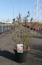 Syringa 'Tinkerbelle' cont. 10L 50-60 cm +p
