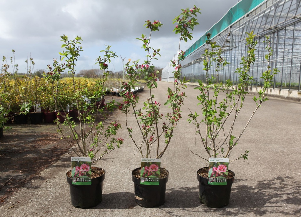 [P] Lonicera tatarica 'Hack's Red' cont. 3,6L 40-50 cm +ф