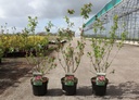 Lonicera tatarica 'Hack's Red' cont. 3,6L 40-50 cm +ф