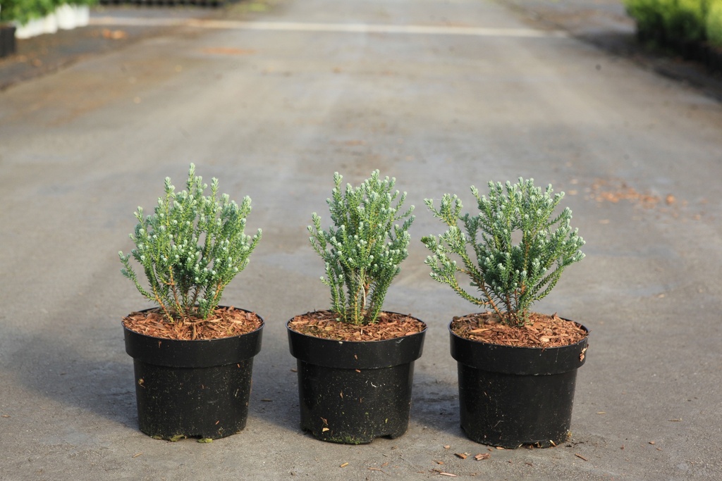 [P] Chamaecyparis thyoides 'Blue Rock' cont. 2L 15-20 cm +f
