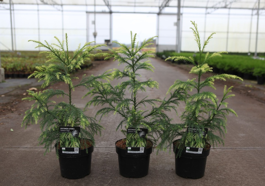 Cryptomeria japonica 'Sekkan Sugi' cont. 3L 40-50 cm +f