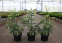 Cryptomeria japonica 'Sekkan Sugi' cont. 3L 40-50 cm +f