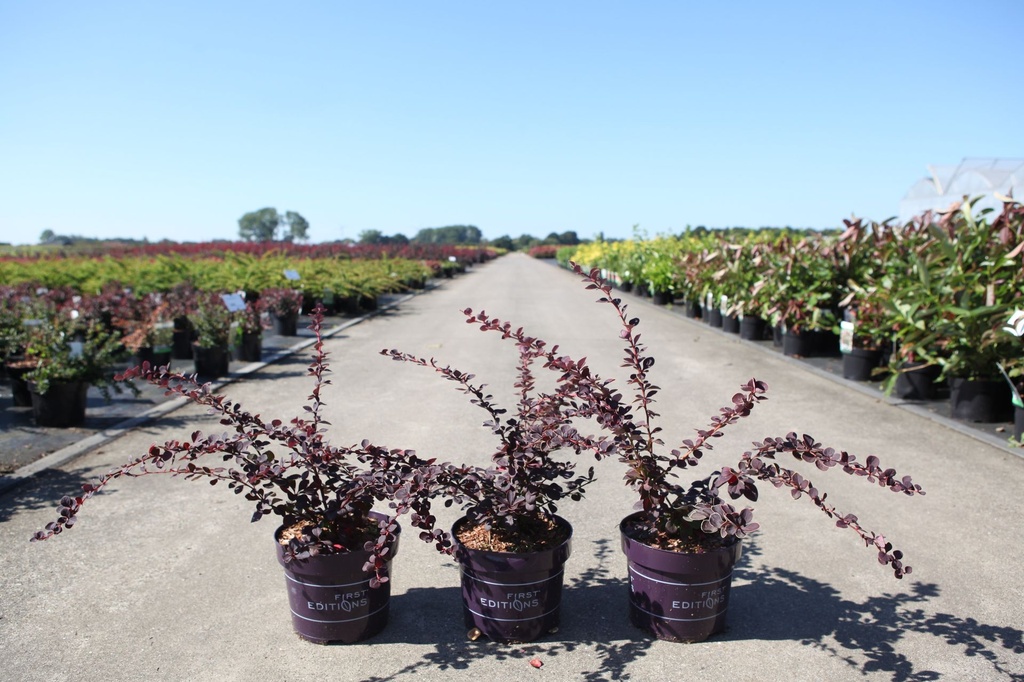 [P] Berberis thunbergii First Editions® 'Toscana' cont. 3,6L deco 25-30 cm +p