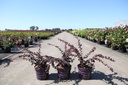 Berberis thunbergii First Editions® 'Toscana' cont. 3,6L deco 25-30 cm +B