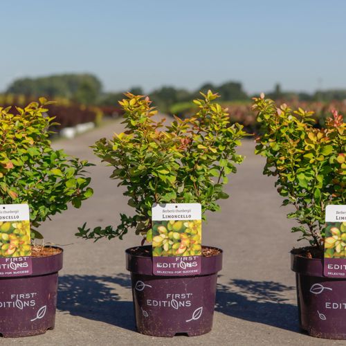 Berberis thunbergii First Editions® 'Limoncello' cont. 3,6L deco 25-30 cm +B