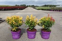 Berberis thunbergii First Editions® 'Limoncello' cont. 3,6L deco 25-30 cm +B