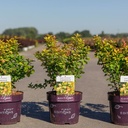 Berberis thunbergii First Editions® 'Limoncello' cont. 3,6L deco 25-30 cm +B