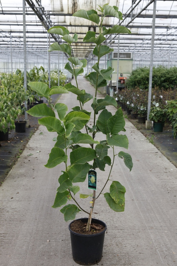 Magnolia brooklynensis 'Yellow Bird' cont. 12L 100/+ cm +ф