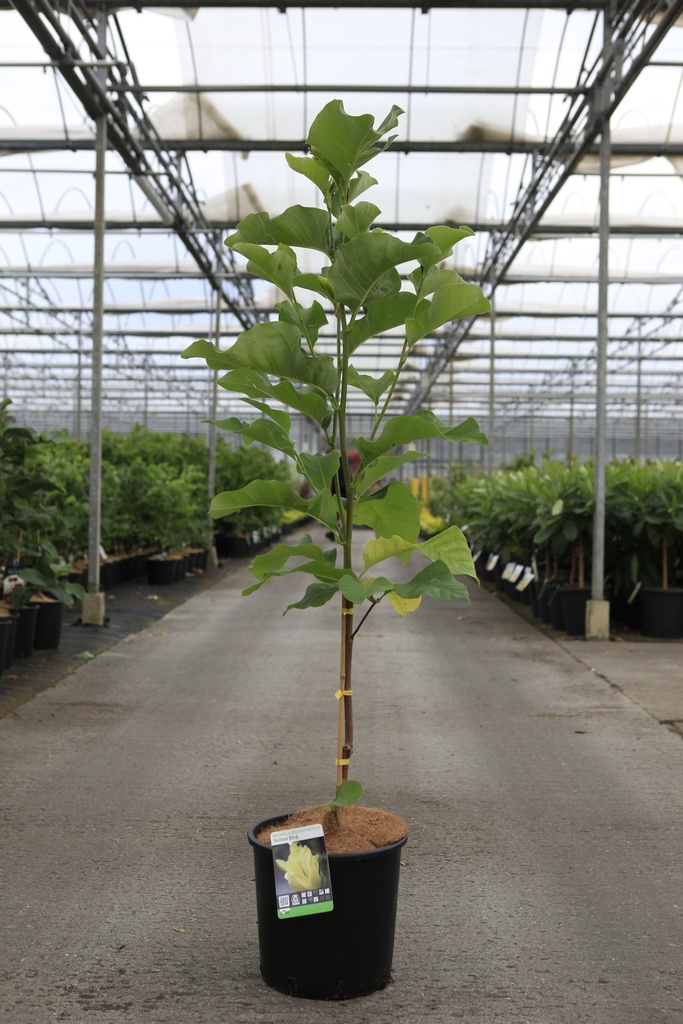 [P] Magnolia brooklynensis 'Yellow Bird' cont. 12L 100/+ cm +ф