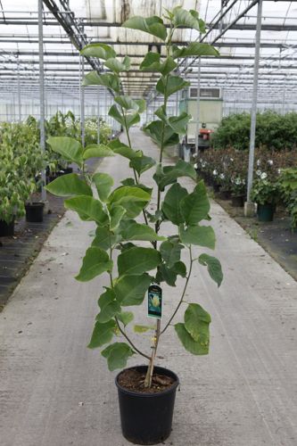 Magnolia brooklynensis 'Yellow Bird' cont. 12L 100/+ cm +p