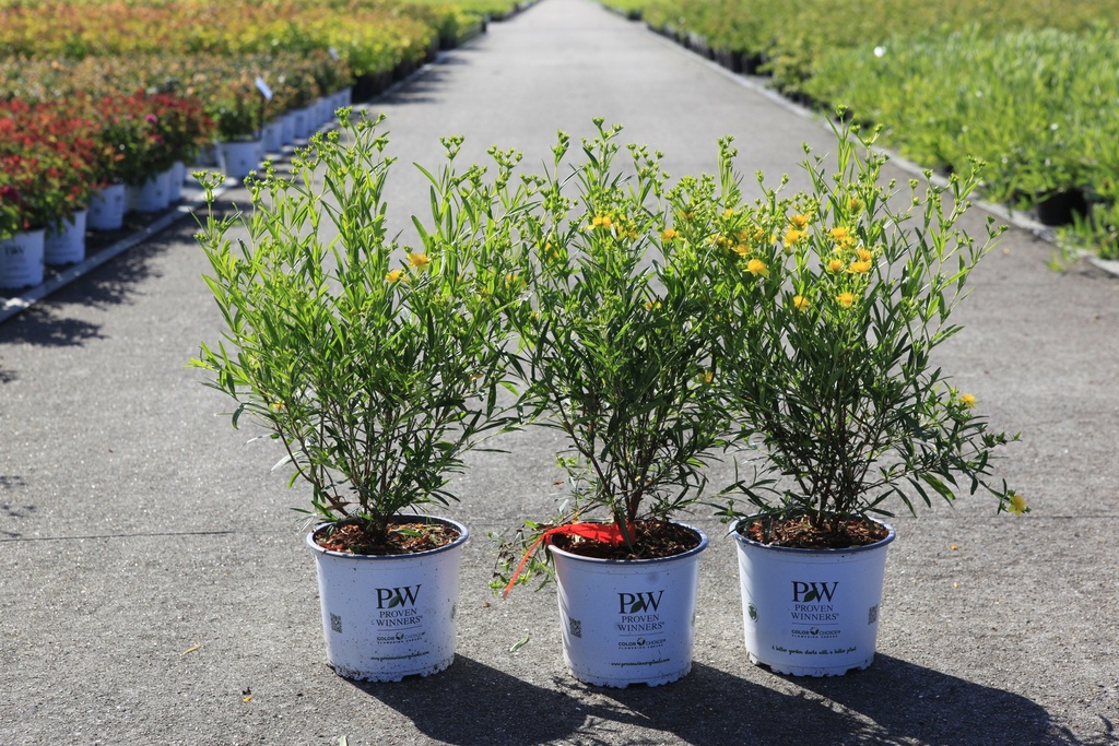 Hypericum kalmianum Proven Winners® SUNNY BOULEVARD (PBR) cont. 3L déco 30-40 cm +p
