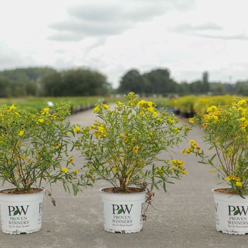 Hypericum kalmianum Proven Winners® SUNNY BOULEVARD (PBR) cont. 3L deko 30-40 cm +B