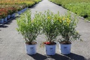Hypericum kalmianum Proven Winners® SUNNY BOULEVARD (PBR) cont. 3L Proven Winners® 30-40 cm +p
