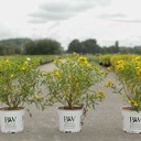 Hypericum kalmianum Proven Winners® SUNNY BOULEVARD (PBR) cont. 3L deko 30-40 cm +B