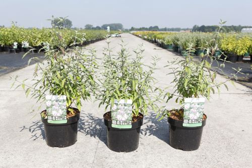 [P] Caryopteris clandonensis PINK PERFECTION® (PBR) cont. 3,6L 30-40 cm +ф
