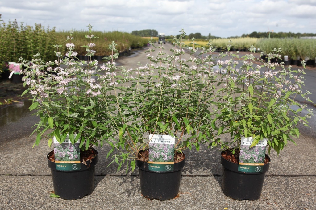 [P] Caryopteris clandonensis PINK PERFECTION® (PBR) cont. 3,6L 30-40 cm +f